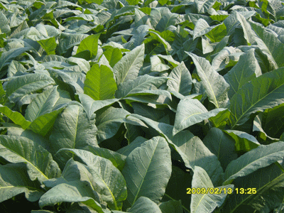 Tobacco Leaf (Nashi 778)