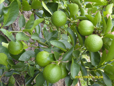 Lime tree (Nashi 778)
