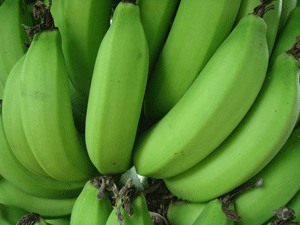 มาดูกันใกล้ๆอีกครั้ง กล้วยที่ได้รับสารนาซี 778 ผิวสีเขียวนวลสวย ไม่มีร่องรอยแมลงหรือโรครบกวนเลย