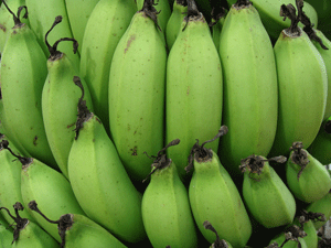 ส่วนกล้วยที่ไม่ได้รับสาร นาซี 778 นั้น ผิวมีร่องรอยแมลงหรือโรครบกวน