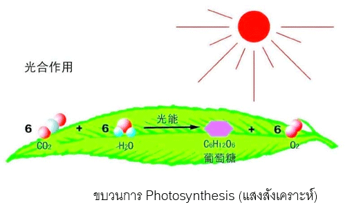 ขบวนการ Photosynthesis (แสงสังเคราะห์)